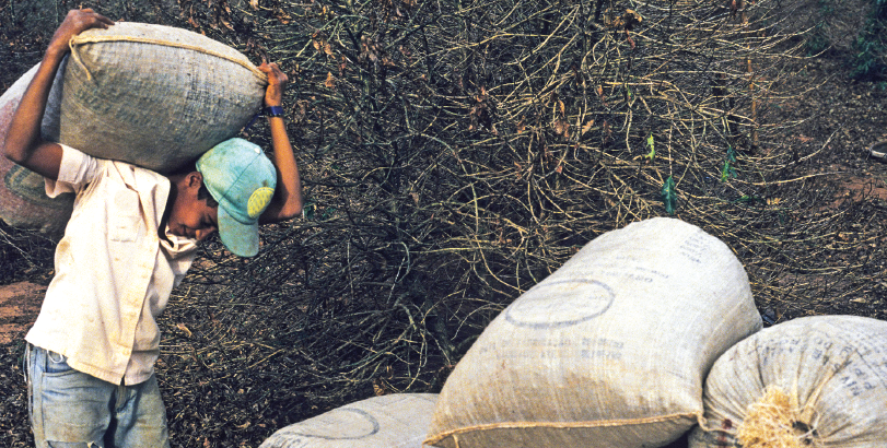 Fotografia. Local aberto com um menino à esquerda, visto dos joelhos para cima. Ele tem cabelos escuros, com boné azul, camisa branca de botões, calça jeans azul, olhando para baixo. Ele segura um grande saco branco sobre as costas. À direita, outros sacos semelhantes estão perto um dos outros.  Ao fundo, vegetação seca em tons de marrom.