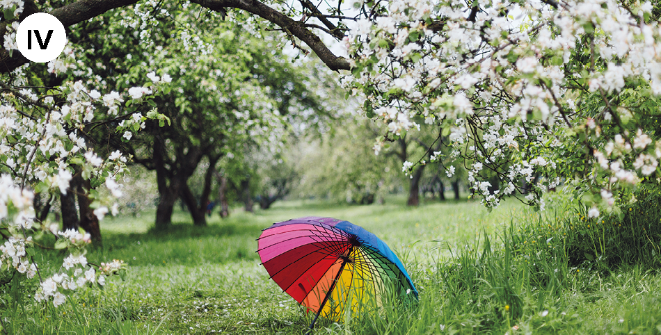 Fotografia. Área externa de um campo gramado, com árvores com flores brancas. Um galho com várias flores brancas é vista em primeiro plano. No centro, um guarda-chuvas multicolorido aberto, com o cabo encostado na grama.
