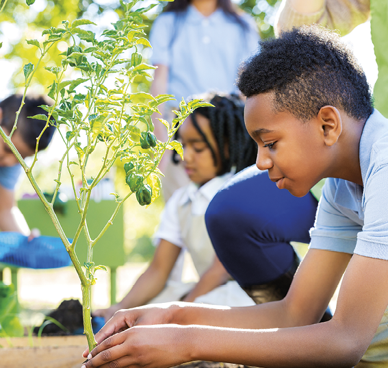 Fotografia. Crianças plantando plantas. À frente, um menino de cabelos escuros crespos, de camiseta em cinza e mãos sobre solo marrom perto de uma planta de caules e folhas em verde-claro. Ao fundo, outras crianças vistas desfocadas.
