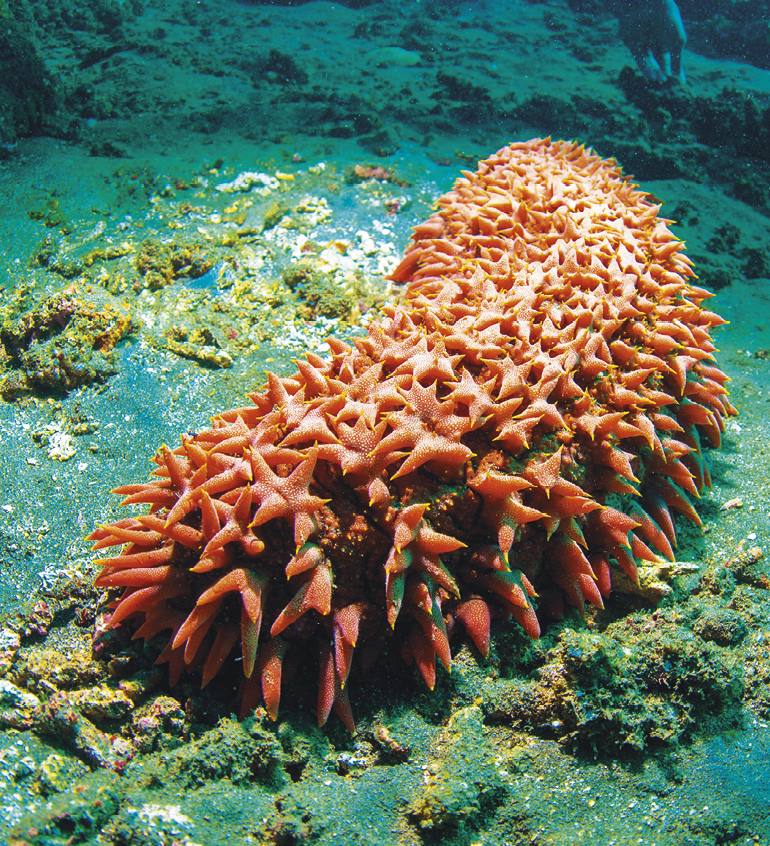 Fotografia. Um animal marinho na horizontal, de forma tubular com protuberâncias pelo corpo, de cor marrom-claro. Ele está sobre solo de cor verde com vegetação rasteira da mesma cor.