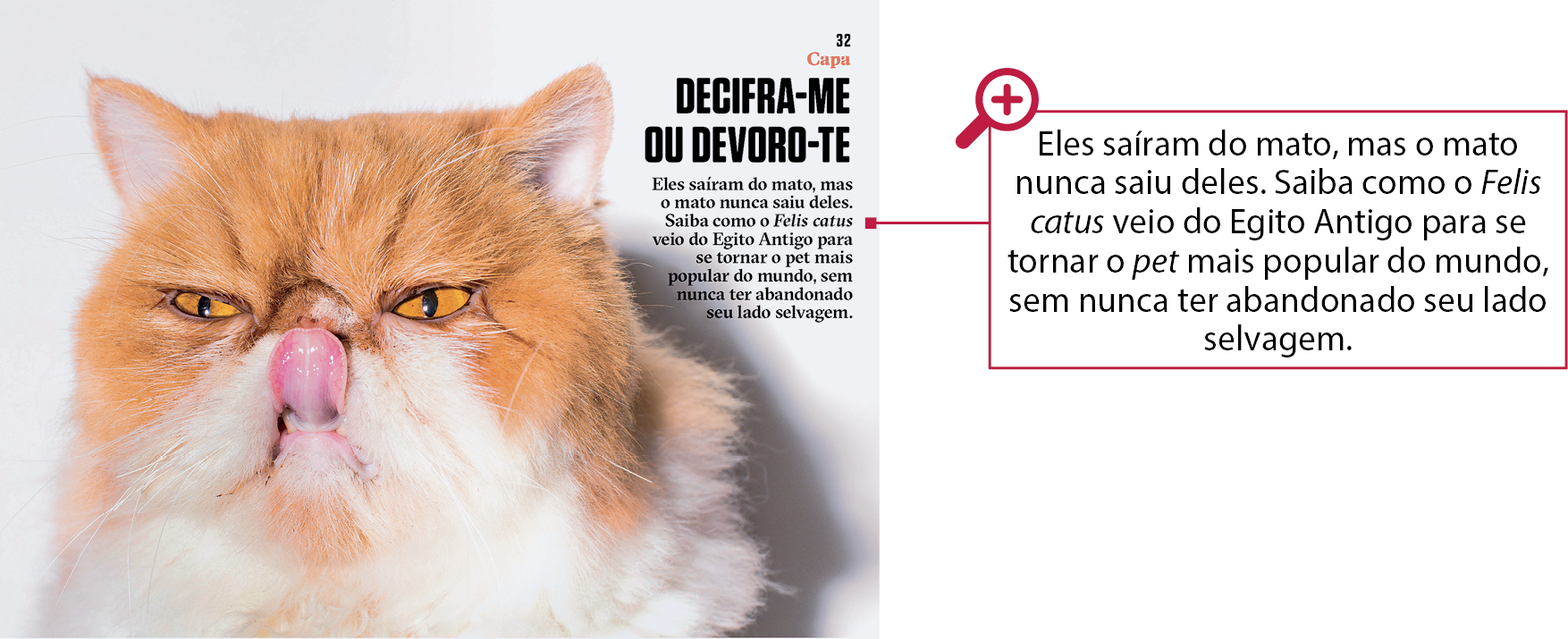 Parte de página de revista. Gato de pelo amarelo lambendo o próprio focinho. Ao lado, em destaque, as informações: DECIFRA-ME OU DEVORO-TE. Embaixo, em tamanho menor: Eles saíram do mato, mas o mato nunca saiu deles. Saiba como o Felis catus veio do Egito Antigo para se tornar o pet mais popular do mundo, sem nunca ter abandonado seu lado selvagem.