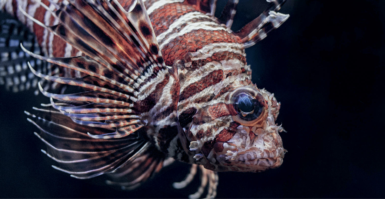 Fotografia. Peixe-leão. Tem listras avermelhadas e brancas. Os olhos são esbugalhados. As nadadeiras são finas e largas.