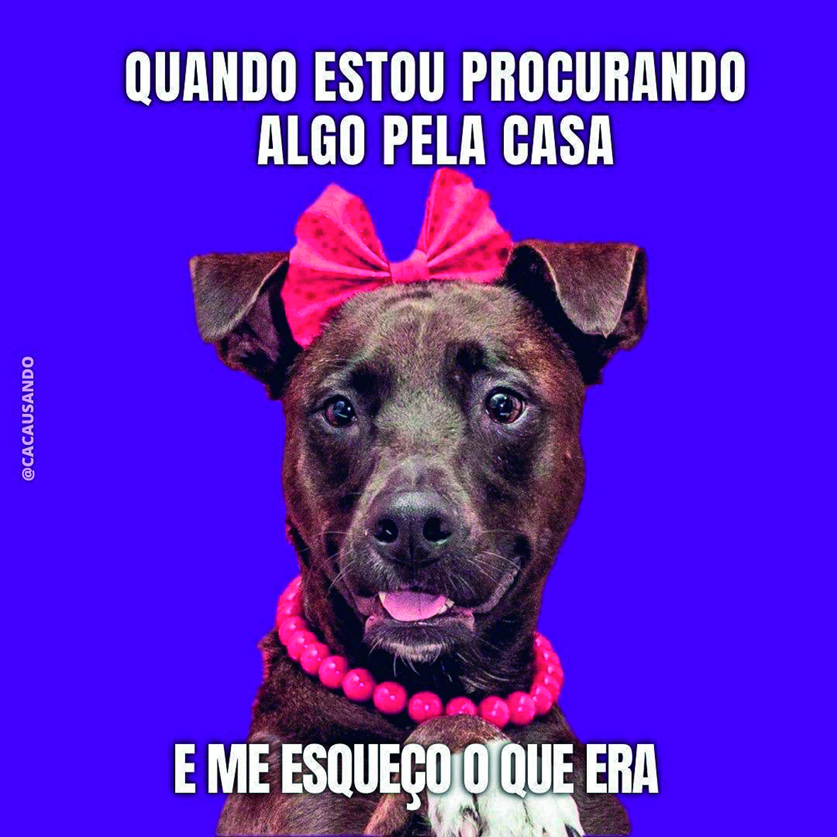 Meme. Fotografia de cachorro de pelo marrom curto, focinho longo e orelhas dobradas para frente. Usa um laço e um colar. Está com os olhos arregalados e a ponta da língua para fora da boca. QUANDO ESTOU PROCURANDO ALGO PELA CASA E ME ESQUEÇO O QUE ERA.