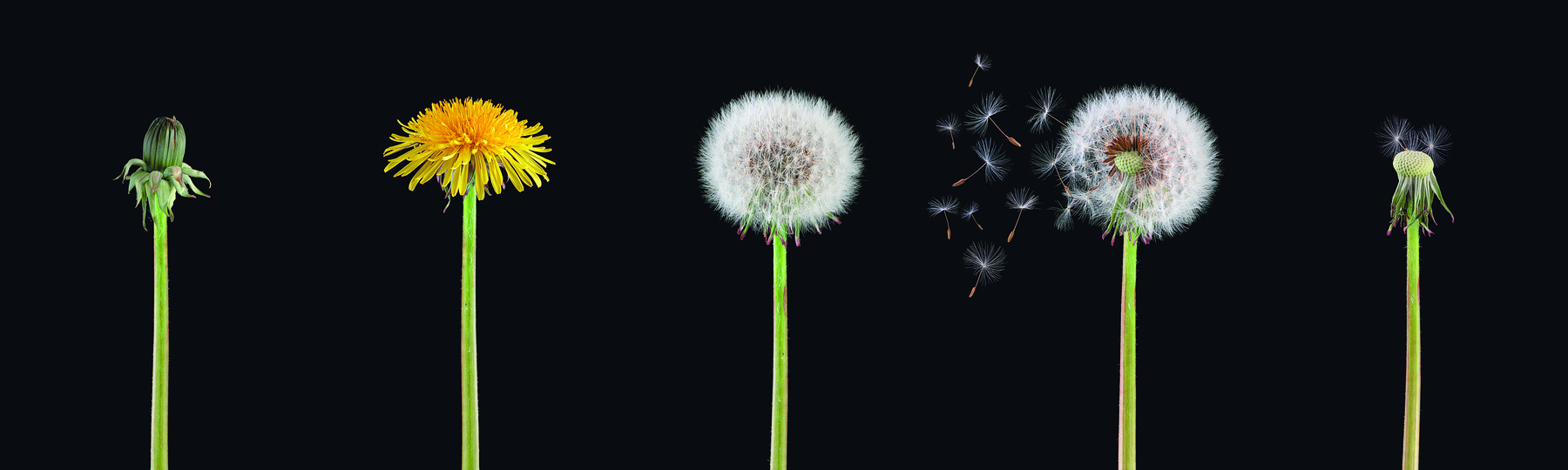 Composição de fotografias. Cinco fotos de uma flor sobre fundo preto, uma ao lado da outra. Na primeira imagem, vê-se a haste e o botão; na segunda, a haste e a flor aberta, amarela; na terceira, a haste e uma espécie de pompom formado por minúsculas sementes com filamentos brancos; na quarta, a haste e o pompom, do qual parte das sementes se desprende; na quinta, a haste e o miolo sem pétalas nem sementes.