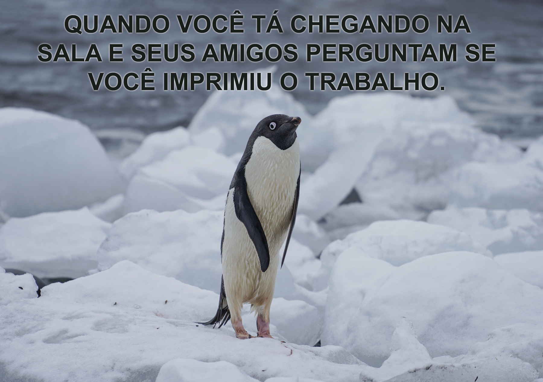 Meme. Fotografia de pinguim em um bloco de gelo. Ele está em pé com os olhos arregalados. QUANDO VOCÊ ESTÁ CHEGANDO NA SALA E SEUS AMIGOS PERGUNTAM SE VOCÊ IMPRIMIU O TRABALHO.