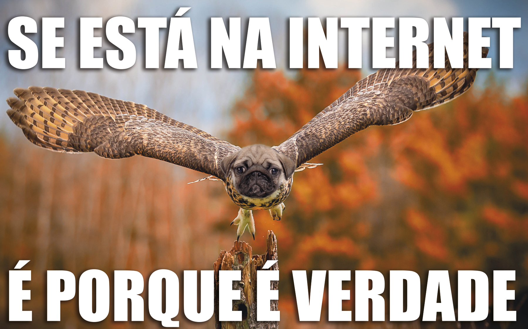 Meme. Uma ave em tons de marrom voando de frente com o par de asas bem abertas e garras a vista, com a cabeça de um cachorro com focinho preto. Na ponta inferior, tronco de árvore marrom e ao fundo, elementos desfocados. Texto: SE ESTÁ NA INTERNET É PORQUE É VERDADE.