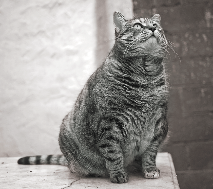 Fotografia em preto e branco. Sobre uma mesa vista parcialmente, há um gato cinza robusto com listras pretas pelo corpo. Ele tem olhos claros e olha para cima, com a cabeça inclinada. Ao fundo, à esquerda, parede clara e à direita, parde escura.