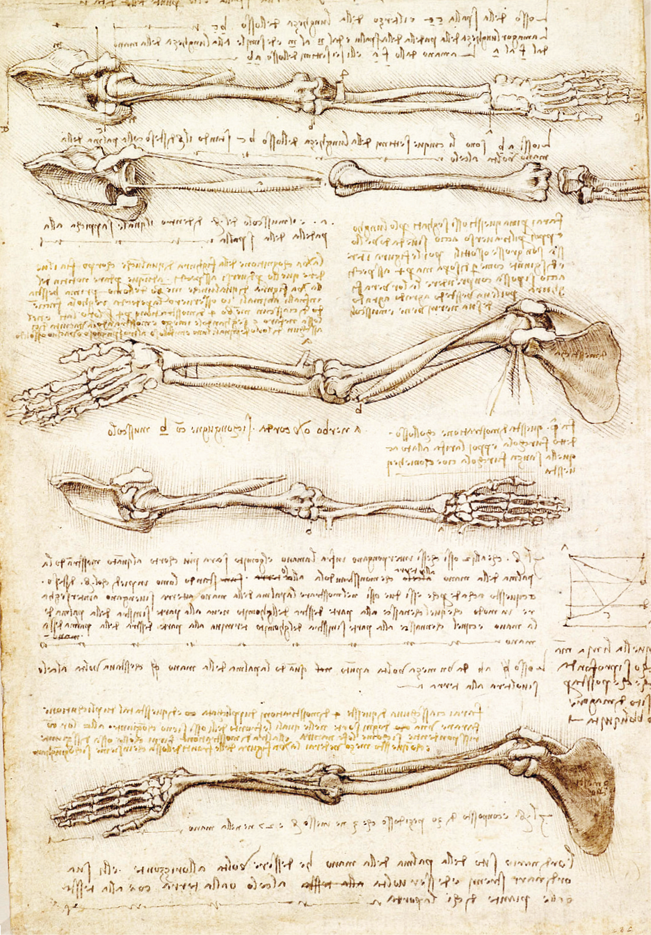 Desenho. Uma folha amarelada com desenhos feitos com linhas finas retratando anatomicamente ossos e músculos do corpo humano, dispostos um abaixo do outro. Entre eles, há palavras manuscritas em letras pequenas.