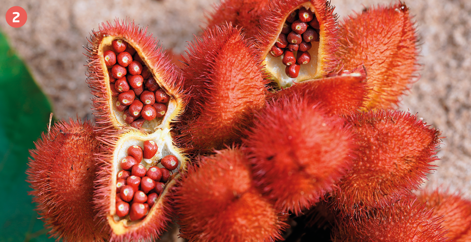 Fotografia. Destaque para sementes vermelhas e pequenas dentro de cápsulas arredondadas e com cascas de fios finos e vermelhos.