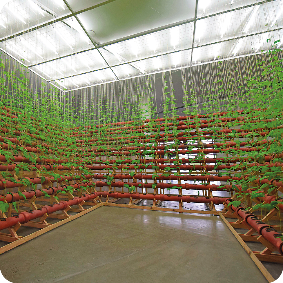 Fotografia. Interior de uma estufa que apresenta mudas plantadas em longos canos avermelhados e colocados na horizontal e em diferentes níveis. Essas mudas aparecem nos cantos e ao fundo.