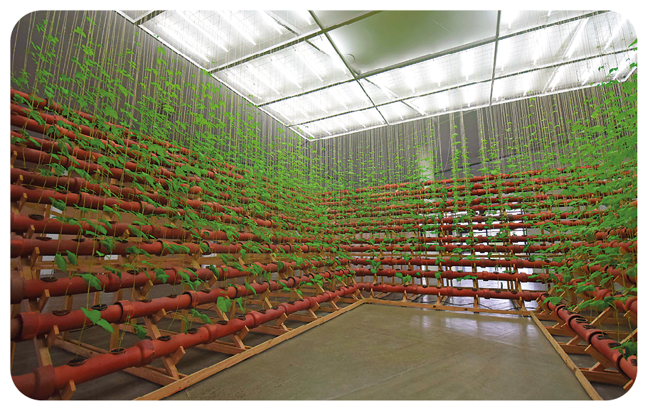 Fotografia. Interior de uma estufa que apresenta mudas plantadas em longos canos avermelhados e colocados na horizontal e em diferentes níveis. Essas mudas aparecem nos cantos e ao fundo.
