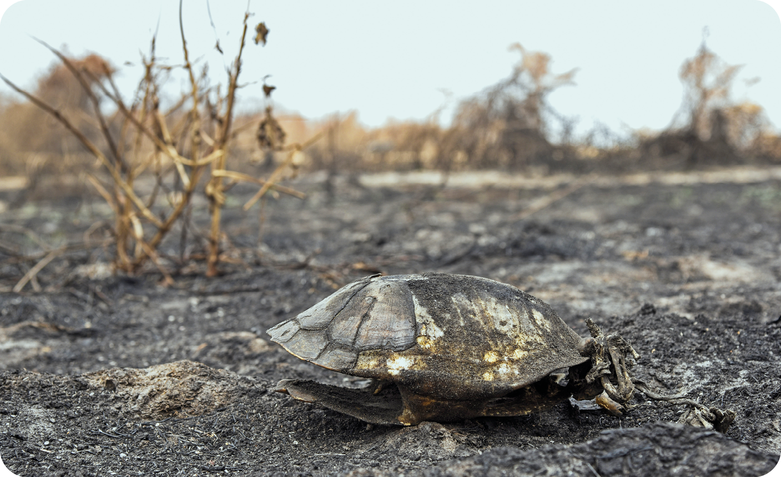 Fotografia. Destaque do casco de uma tartaruga queimado em meio à vegetação em cinzas e ramos secos.