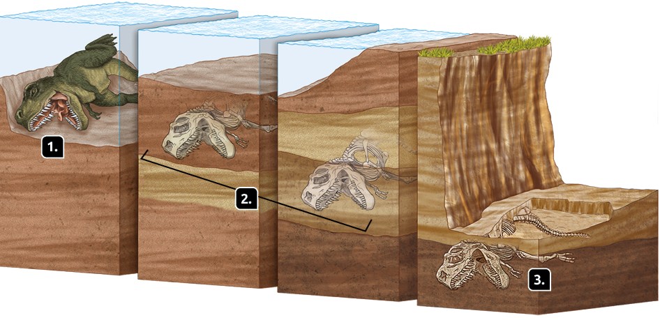 Ilustração. 1. Sobre trecho de terra, abaixo da água, um dinossauro verde deitado, com a boca aberta e dentes a mostra. Abaixo, camada espessa de terra. 2. Sobre trecho de terra, abaixo da água, esqueleto de dinossauro com a boca aberta e com terra por cima de seu corpo. Abaixo, camada espessa de terra. 3. Sobre trecho de terra, abaixo de pequeno trecho de água, esqueleto de dinossauro com a boca aberta e com grande camada de terra por cima de seu corpo. Abaixo, camada espessa de terra. 4. Sobre trecho de terra, esqueleto de dinossauro com a boca aberta e com fina camada de terra por cima de seu corpo. Abaixo, camada de terra. Ao lado, trecho de terra com declive. 