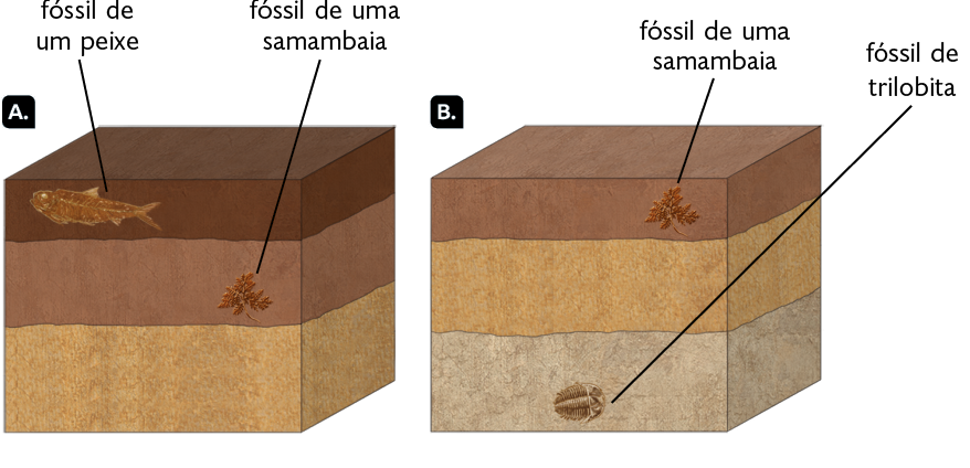 Ilustrações. A. Trecho com três camadas de terra. Na segunda camada, fóssil de uma samambaia. Na primeira camada, mais próxima à superfície, fóssil de um peixe. B. Trecho com três camadas de terra. Na terceira camada, a mais profunda, fóssil de uma trilobita. Na primeira camada, fóssil de uma samambaia.