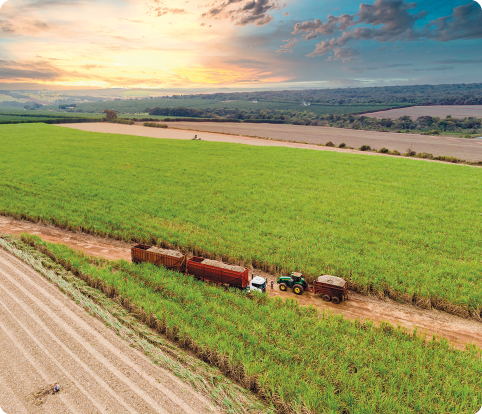 Fotografia. Vista aérea de grande plantação de cana-de-açúcar, com um caminho de terra onde está um caminhão e um trator. Ao fundo, mais campos de plantações. 