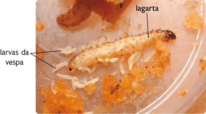 Fotografia. Sobre uma superfície transparente, uma lagarta da broca-da-cana morta, com várias larvas da vespa ao redor e sobre ela. Essas larvas são alongadas, claras e menores. Há uma substância amarelada ao redor da lagarta e das larvas.