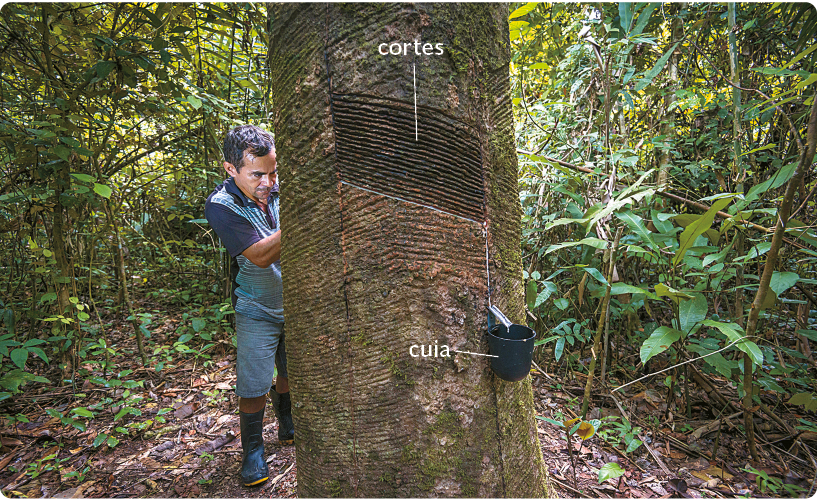 Fotografia. Em uma área com muita vegetação, um homem com as mãos sobre uma árvore. Na árvore, há cortes diagonais e abaixo uma cuia presa, um recipiente pequeno e preto.