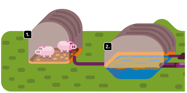 Ilustração. À esquerda, uma cúpula indicada pelo número 1. Nela há dois porcos. No chão, há substâncias pequenas e laranjas. Dela parte um cano para uma estrutura fechada e arredondada, que está indicado pelo número 2 Nela há água e uma substância marrom. Há outros dois canos direcionados para a direita saindo dela.