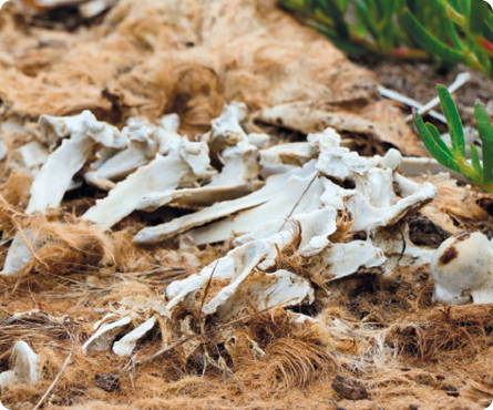 Fotografia. Pelos amarronzados espalhados pelo chão, além de partes de ossos entre os pelos.