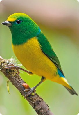 Fotografia. Um pássaro com a cabeça e asas verdes e o restante do corpo amarelo, está pousado em um galho.