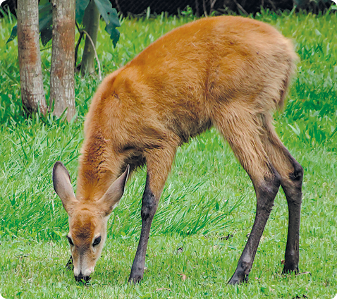 Fotografia. Um cervo, animal quadrúpede, com patas escuras, pelos amarronzados, orelhas pontudas, em meio a um ambiente gramado.