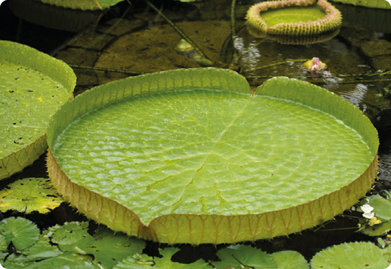 Fotografia. Uma planta verde, grande e redonda, com bordas levantadas e que fica na superfície da água.