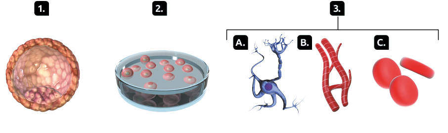 Esquema com ilustrações. Ilustração 1. Uma esfera rosada com diversas divisões, formando pequenos círculos. Ilustração 2. Recipiente com pequenas esferas rosadas. Ilustração 3A. Uma forma com um círculo ao centro e filamentos ao redor. Ilustração 3B. Pequenos tubos avermelhados com filamentos que são listrados. Ilustração 3C. Pequenas formas arredondadas e vermelhas.