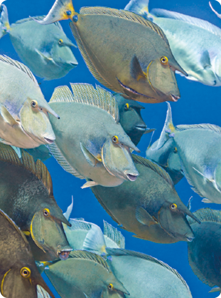 Fotografia. Peixes no fundo do mar. Eles são achatados e arredondados, com nadadeiras na parte superior, lateral e inferior, e bocas alongadas. Alguns são mais claros em relação a outros e apresentam uma estrutura pontiaguda na cabeça.