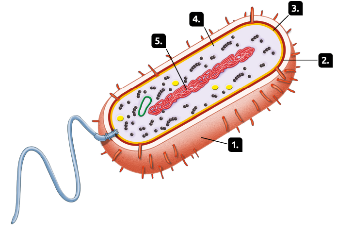 Ilustração. Recorte do interior de uma célula bacteriana. Marcado com o número 1 há uma camada que envolve toda a parte externa da célula, com um filamento curvo em uma das extremidades. Marcado com o número 2 há uma camada localizada no centro da célula. Marcada com o número 3 há outra camada ao redor da célula. Marcado pelo número 4 há uma parte plana no interior da célula, com outras estruturas redondas de diferentes tamanhos, algumas agrupadas. E marcado pelo número 5, no centro, há uma estrutura composta por filamentos.