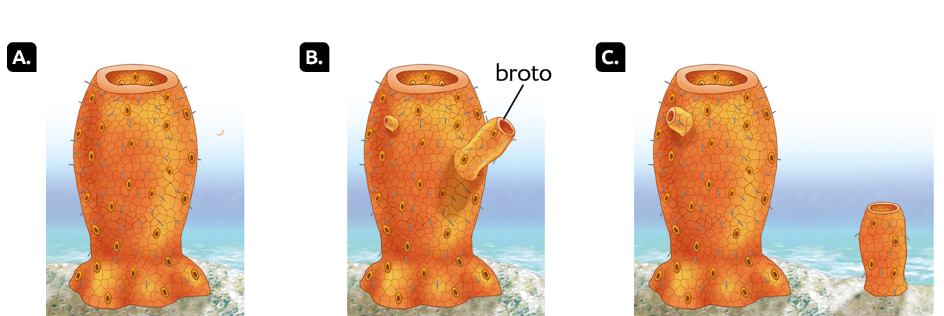 Ilustrações. A. No fundo do mar, há uma esponja-do-mar, animal alaranjado, comprido e cilíndrico, com pequenos poros e algumas estruturas semelhantes a pequenos espinhos. B. Há um broto, pequena forma cilíndrica atrelada à lateral da esponja-do-mar. C. Ao lado da esponja-do-mar, outra esponja-do-mar, mas menor.