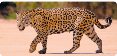 Fotografia de uma onça-pintada. Animal quadrúpede, com corpo robusto e cauda longa. Têm orelhas pequenas, pelagem com manchas com contorno escuro.