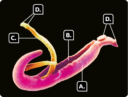 Fotografia. Indicado pela letra A, um animal de corpo alongado e cilíndrico, com as extremidades mais finas. Indicado pela letra B está a abertura na região ventral do corpo do animal. Indicado pela letra C, um animal de corpo alongado, cilíndrico e mais fino, com as extremidades afiladas; ele está localizado na abertura do corpo do animal A. E indicado pela letra D há uma estrutura circular na extremidade do corpo do animal A e C, a ventosa.