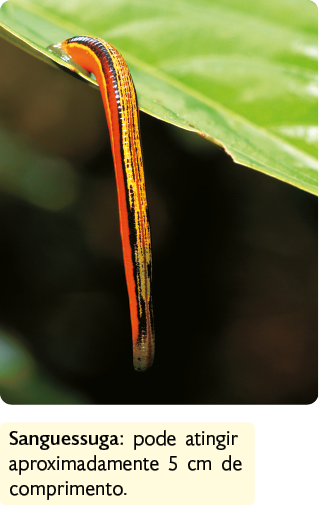 Fotografia. Animal com corpo alongado e cilíndrico; ventosa na extremidade que está presa a uma folha. Destaque para a informação que a sanguessuga pode atingir aproximadamente 5 centímetros de comprimento.