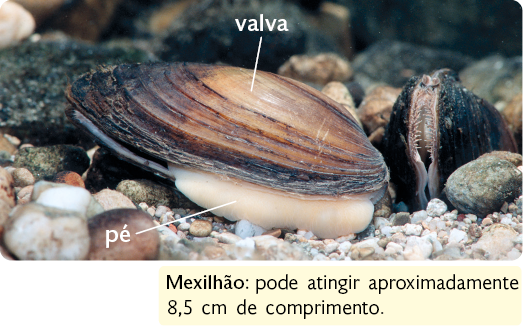 Fotografia. Animal composto por duas conchas, as valvas. As conchas estão parcialmente abertas, entre elas, uma estrutura achatada, o pé. Destaque para a informação que o mexilhão pode atingir aproximadamente 8,5 centímetros de comprimento.