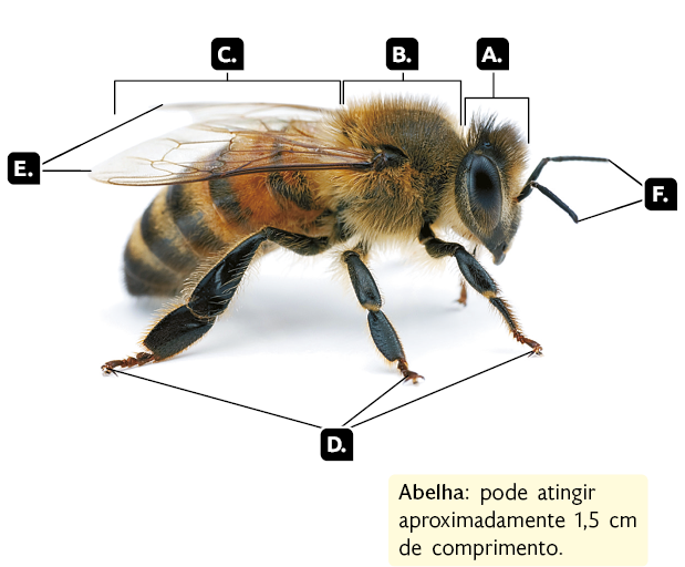 Fotografia. Uma abelha, animal com o corpo dividido em três partes, que estão indicadas por A, B e C.  Parte A. Cabeça pequena com grandes olhos. Parte B. Tórax com formato arredondado. Parte C. Abdome alongado, amarelo com listras pretas. Indicado pela letra D estão os conjuntos de seis pernas na parte inferior. Indicado pela letra E estão as asas transparentes na parte superior. E indicado pela letra F está o par de antenas na cabeça. Destaque para a informação que a abelha pode atingir aproximadamente 1,5 centímetros de comprimento.