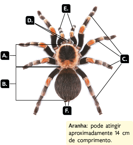 Fotografia. Vista dorsal de uma aranha de pelos escuros e listras nas pernas. Tem estrutura com formato redondo, o cefalotórax, indicado pela letra A. O abdome, com formato redondo, indicado pela letra B. Tem quatro pares de pernas finas e longas que estão indicadas pela letra C. Na extremidade anterior do cefalotórax, duas estruturas com formato de semicírculo, as quelíceras, indicadas pela letra D.  Entre as quelíceras e o primeiro par de pernas, indicados pela letra E há um par de apêndices, semelhantes às pernas, com tamanho menor, os pedipalpos. Destaque para a informação que a aranha pode atingir aproximadamente 14 centímetros de comprimento.