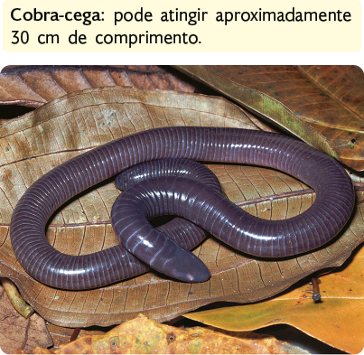 Fotografia de uma cobra-cega. Ela está sobre uma folha, é um animal comprido, cilíndrico e preto com listras claras. Há um destaque para a seguinte informação textual: Cobra-cega: pode atingir aproximadamente 30 centímetros de comprimento.