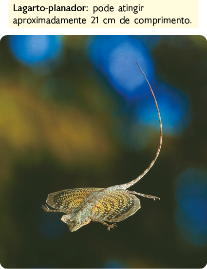 Fotografia de um lagarto-planador. Animal de corpo alongado, com cauda longa e fina, apresentando estruturas laterais largas e arredondadas, semelhantes a asas. Possui patas curtas e coloração amarronzada com variações. Há um destaque para seguinte informação textual: Lagarto-planador: pode atingir aproximadamente 21 centímetros de comprimento.