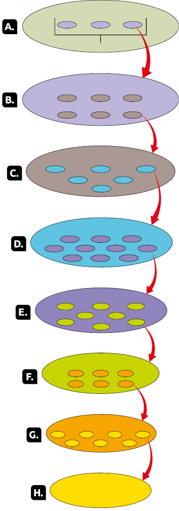 Esquema composto por figuras com formato oval, cada uma com cor diferente; dentro de cada figura, bolinhas, variando a cor e a posição. As figuras estão interligadas por setas direcionadas para baixo. Figura A com três bolinhas. Figura B com seis bolinhas. Figura C. Figura com seis bolinhas. Figura D com dez bolinhas. Figura E com oito bolinhas. Figura F com seis bolinhas. Figura G com sete bolinhas. Figura H sem bolinhas.