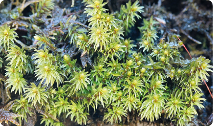 Fotografia. Aglomerado de pequenas plantas, com estruturas pequenas e finas, semelhantes a folhas; na região central uma pequena estrutura redonda.