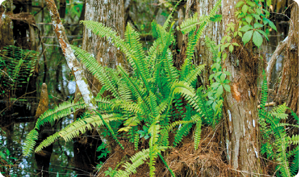 Fotografia. Planta com folhas longas, que são divididas em outras pequenas folhas; está fixada ao tronco de uma árvore.