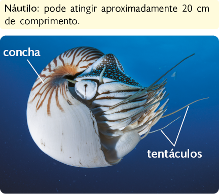 Fotografia. Um náutilo, animal com formato redondo, possui uma concha encobrindo parte do corpo, e, na abertura da concha, a cabeça e os tentáculos finos e alongados. Destaque para a informação que o náutilo pode atingir aproximadamente 20 centímetros de comprimento.