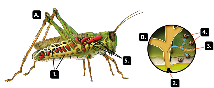 Ilustração. Indicado pela letra A, um gafanhoto, animal com corpo dividido em três partes, o abdome é alongado e têm dois pares de pernas maiores. No interior do corpo:  indicado pelo número 1, a estrutura em formato de rede de tubos que se conectam e vão da cabeça até o final do abdome, o sistema traqueal. Indicado pelo número 5, há estruturas em formato de sacos alongados que vão do tórax ao final do abdome, e, estão ligados aos tubos que formam o sistema traqueal. Ao lado do gafanhoto, indicado pela letra B há uma ampliação de uma parte do sistema traqueal, com a parede do corpo e de tubos ramificados de diferentes tamanhos. Indicado pelo número 2, está a abertura entre o corpo do animal e um tubo do sistema traqueal, o espiráculo. Indicado pelo número 3, há uma seta partindo de um tubo maior que está em contato com o espiráculo, se dividindo e indo em sentido a tubos ramificados menores. A seta vai até estruturas redondas, nas extremidades de alguns tubos menores. Essas estruturas estão indicadas pelo número 4.