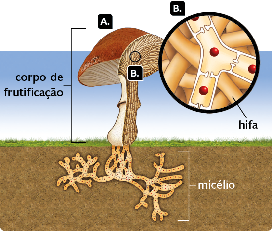 Ilustração. Recorte de um cogumelo. Indicado pela letra A, está o corpo de frutificação, composto pelo chapéu, na parte superior, e abaixo, a estipe; dentro da terra, ramificações emaranhadas, denominadas micélio. Indicado pela letra B há um destaque para a hifa, estrutura interna que forma o chapéu, composta por filamentos emaranhados, divididos por septos com uma esfera ao centro.