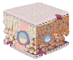 Ilustração. Estrutura com formato de cubo. A camada superior e inferior é formada por pequenos cubos um ao lado do outro; no interior, diversas estruturas em formato de filamentos e redondas. 