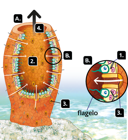 Ilustração. Recorte de uma esponja-do-mar, indicado pela letra A. É um animal cilíndrico e alongado. Indicado pela letra B há uma ampliação de um pedaço da parede da esponja-do-mar com destaque para abertura na parede, com uma seta indicando o sentido do exterior par o interior. Indicado pelo número 1 há estruturas circulares com flagelo localizadas na parede interna, os coanócitos.  Indicado pelo número 2 há uma cavidade interna da esponja-do-mar, átrio. Indicado pelo número 3 há aberturas na parede, os poros. E indicado pelo número 4, uma abertura na extremidade superior, o ósculo, com uma seta da parte interna da esponja-do-mar para o meio externo.