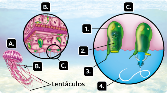 Ilustração. Indicada pela letra A, uma água-viva, com estrutura em formato de guarda-chuva na parte superior, e, abaixo, estrutura em filamentos, os tentáculos. Indicado pela letra B há uma ampliação do revestimento dos tentáculos, representação de células em diferentes formatos e entre elas pequenas estruturas em forma de sacos alongados com filamentos na extremidade, cnidócitos. Indicado pela letra C há uma ampliação de dois cnidócitos. Indicado pelo número 1,  cnidócito com abertura na extremidade inferior. Dentro de um cnidócito, uma estrutura, indicada pelo número 2 em formato de cúpula cilíndrica com filamentos enrolados ao redor, o nematocisto. Indicado pelo número 3, na parte inferior do cnidócito, próximo à abertura, um cílio. E indicado pelo número 4, em outro cnidócito, o nematocisto para fora, e, na sua extremidade, pequenos espinhos e um filamento comprido.