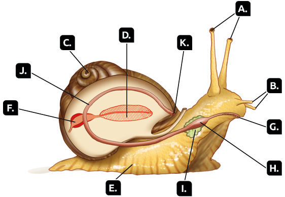 Ilustração. Animal semelhante a um caramujo. Indicado pela letra A, na cabeça, duas hastes compridas com os olhos nas extremidades. Indicado pela letra B, na cabeça, dois pequenos filamentos, os tentáculos. Indicado pela letra C, na parte superior do corpo, recorte de uma concha. Indicado pela letra D, na parte interna da concha, uma estrutura circular alongada, o ctenídeo. Indicado pela letra E, na parte inferior, uma base mais larga que o corpo, o pé. Indicado pela letra F, na parte posterior do corpo, dentro da concha, uma estrutura em formato de saco alongado, o coração. Indicado pela letra G, na cabeça, a boca. Indicado pela letra H, ligada a boca, uma estrutura em formato de tubo, com uma região mais larga, o estômago. Indicado pela letra I, atrás do estômago, uma estrutura com formato redondo e bordas irregulares, a glândula salivar. Indicado pela letra J,  na região dorsal, da parte interna da concha, a continuação do tubo que parte da boca, o intestino. E indicado pela letra K está a parte final do intestino, o ânus.