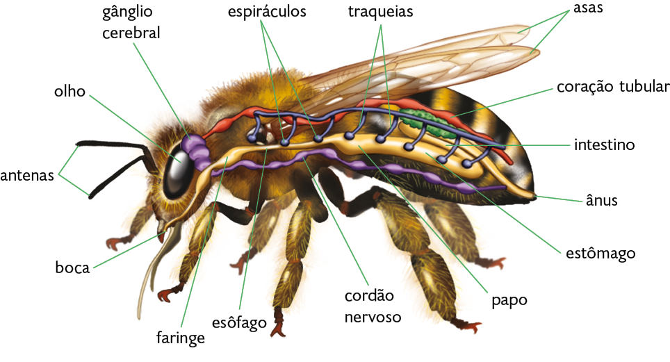 Ilustração. Abelha com destaque na parte externa para a cabeça com um par de antenas, olhos grandes e boca na parte inferior; na região dorsal, par de asas transparentes. No interior, o sistema nervoso composto pelo: gânglio cerebral, uma estrutura alongada com três segmentos, localizado na parte superior da cabeça e pelo cordão nervoso, tubo que vai da cabeça até o final do abdome. Partindo da boca, um tubo com espessamento na região do tórax, a faringe, seguida pelo esôfago; o tubo segue ao longo de todo o abdome, com uma parte mais espessada, o papo e o estômago, e depois o intestino, e na sua extremidade, o ânus. Acima, do sistema digestório, um tubo que se ramifica, as traqueias, e nas suas extremidades, estruturas redondas, os espiráculos. Na região dorsal, uma estrutura tubular que vai da cabeça até o final do abdome, o coração tubular. 