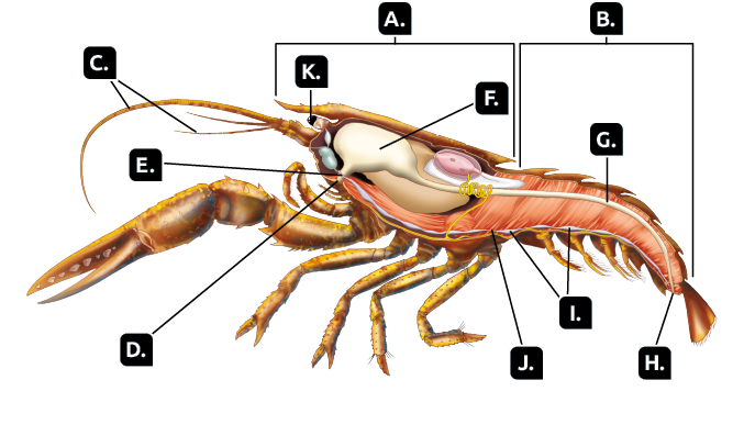 Ilustração. Interior do lagostim com vista para alguns órgãos.  Indicado pela letra A, estrutura com formato oval e alongado, o cefalotórax. Indicado pela letra B,  abdome alongado. Indicado pela letra C, na extremidade anterior do cefalotórax, dois pares de antenas, um par curto e um par longo. Indicado pela letra D, abaixo das antenas, a boca. Indicado pela letra E, ligado da boca, um pequeno tubo, o esôfago. Indicado pela letra F, o tubo se liga a uma estrutura em formato de saco alongado no cefalotórax, o estômago. Indicado pela letra G, partindo do estômago, uma estrutura em formato de tubo se estende até a parte final do abdome, o intestino. Indicado pela letra H, na extremidade do intestino, o ânus. Indicado pela letra I, na parte inferior do cefalotórax e do abdome, uma estrutura com forma de tubo, o cordão nervoso. Indicado pela letra J, ao longo do cordão nervoso, partes espessadas, os gânglios. E indicado pela letra K, os olhos na extremidade anterior do cefalotórax.